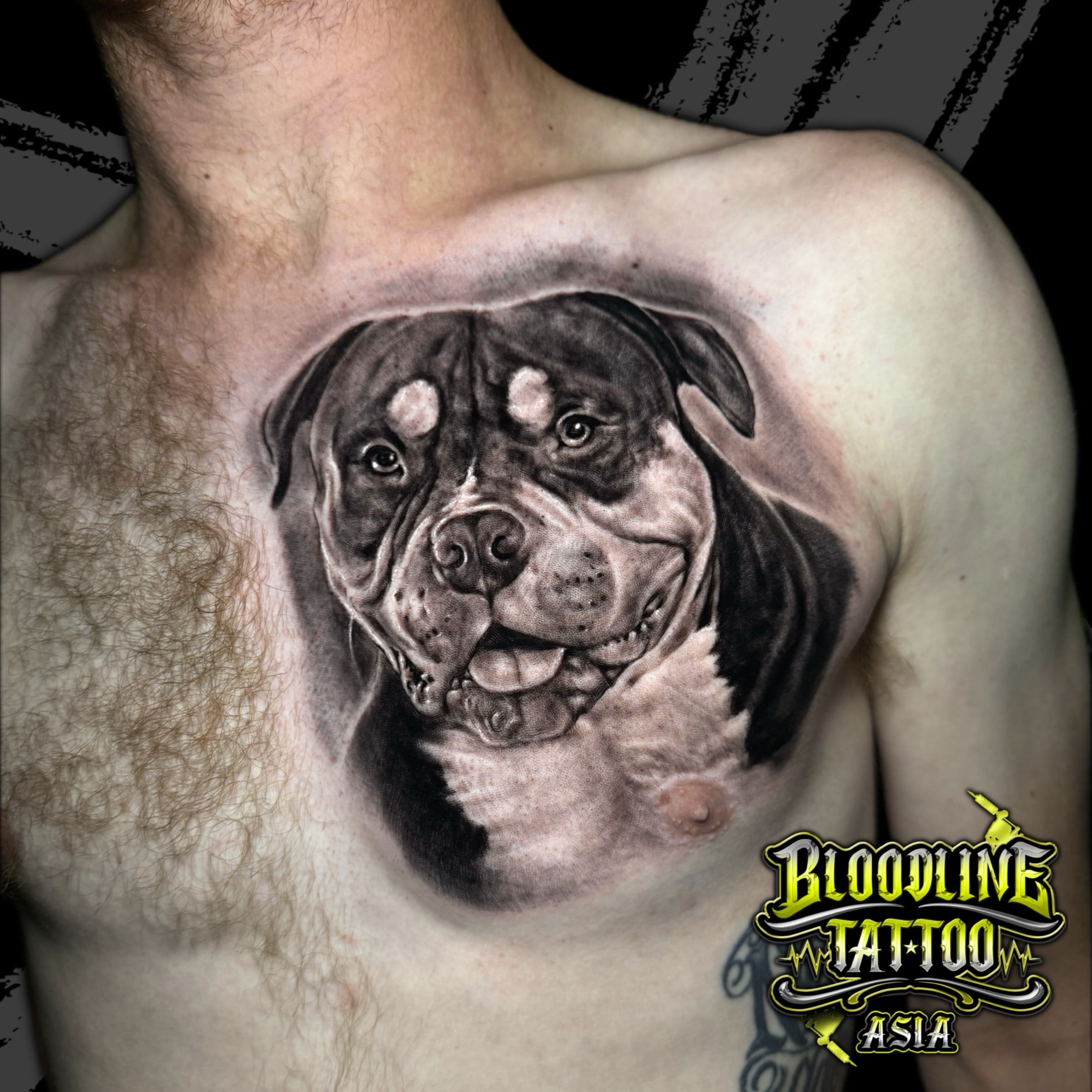 Black and grey Rottweiler dog portrait realism on the chest with lifelike fur texture and warm expression at Bloodline Tattoo Bali.
